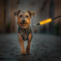 Collier lumineux de luxe pour animaux de compagnie avec recharge USB-C, fermeture auto-agrippante, pendentif décoratif, 3 modes clignotants, sécurité nocturne, haute visibilité