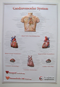 Personnalisé 3D <span class=keywords><strong>PVC</strong></span> anatomique/Anime poster impression <span class=keywords><strong>PVC</strong></span> poster - Product Image 5