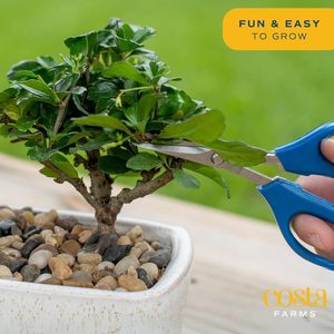 Kit <span class=keywords><strong>per</strong></span> Bonsai |   Kit Fai-da-Te <span class=keywords><strong>per</strong></span> Coltivazione Bonsai, Attrezzi <span class=keywords><strong>per</strong></span> Piante, Miscela di <span class=keywords><strong>Terriccio</strong></span>, <span class=keywords><strong>Vaso</strong></span> <span class=keywords><strong>per</strong></span> Piante, <span class=keywords><strong>per</strong></span> Hobby Artistici, Giardinaggio, Compleanno - Product Image 5