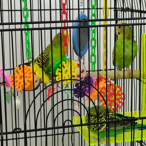 Hot Selling Plastic Vogel Speelgoed Variaties Vruchten Kleurrijke Cirkelvormige Vormen Interactief Zelfvermakelijk Speelgoed Voor Honden Willekeurig - Product Image 5