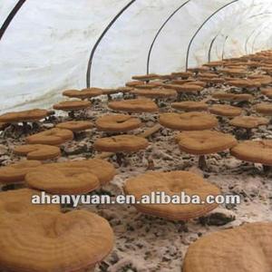 Polvere e <span class=keywords><strong>capsule</strong></span> di Spore di <span class=keywords><strong>Ganoderma</strong></span> rotte - Product Image 4