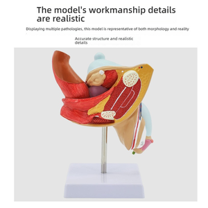 Modèle d'anatomie du système urinaire reproducteur masculin Aide à l'enseignement médical en PVC pour les organes externes internes de l'école de médecine, y compris - Product Image 6