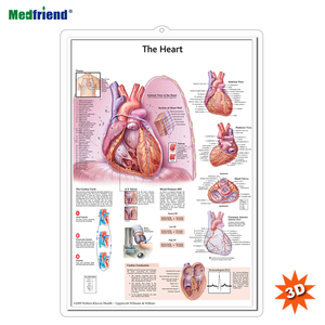 Gráfico/póster anatómico humano médico 3D para pared-Gráfico anatómico del corazón - Product Image 1