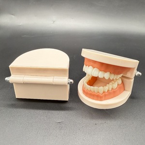 Modèle dentaire standard pour adultes, modèle dentaire, modèle d'entraînement et d'enseignement pour élèves de maternelle, modèle orthodontique - Product Image 2