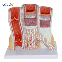 Modèle de PVC de tissu humain Structure stéréoscopique artérielle modèle éducatif de Science médicale anatomique pour le corps humain