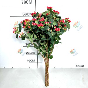 Flores de Frijol Rojo Frescas Fire Dragon Ball, <span class=keywords><strong>Flor</strong></span> de <span class=keywords><strong>Acacia</strong></span>, Pequeña Fruta Roja, para Decoración de Bodas, Hoteles y Restaurantes - Product Image 4