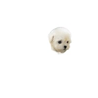 Vente transfrontalière exceptionnelle : Mon adorable robot chiot en peluche courte et réaliste, jouet électronique – Marque Amy Rabbit, 20 cm, idéal pour les fêtes