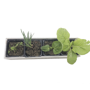 Jardinière de cuisine VERTAK, pot de jardin, boîte à fenêtre, jardinière <span class=keywords><strong>en</strong></span> <span class=keywords><strong>bois</strong></span> pour fleurs, légumes, épices - Product Image 3