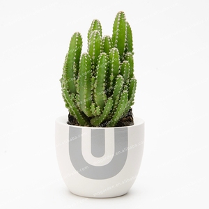 Pot de plantes succulentes en céramique, Pot de fleurs succulentes, <span class=keywords><strong>Cache</strong></span>-Pot, vente en gros - Product Image 2