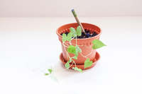 Service unique Morning Glory Herb Plantable Organic Pens Paper Kit Garden and Home Application for Special Occasions