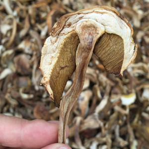 Setas de alta calidad <span class=keywords><strong>Boletus</strong></span> edolis secas sin procesar, producto en venta - Product Image 3