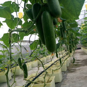 Pots de <span class=keywords><strong>plantation</strong></span> Noir Seaux Hollandais <span class=keywords><strong>Pour</strong></span> Hydroponique Seaux Bato - Product Image 1