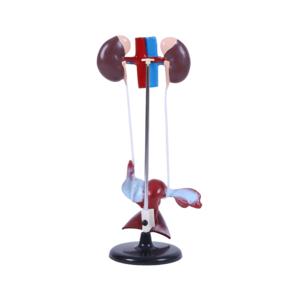 Modell des weiblichen Harn systems Blasen-und Harnleiter struktur für Biologie und medizinische Lehre - Product Image 1