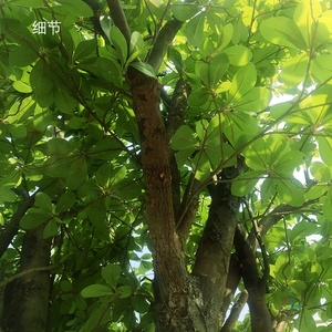 Luwu — grand arbre à fleurs artificielles en soie, décoration de mariage, vente en gros, faux blanc violet, vente, C2101 - Product Image 4