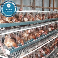 Cage à poulets de chair à prix d'usine, cage en treillis soudé pour l'élevage de cailles et de poulets, directement de l'usine de Guangzhou