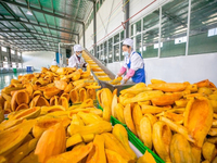 Poudre végétale pure de citrouille de poudre de qualité fiable faisant la machine