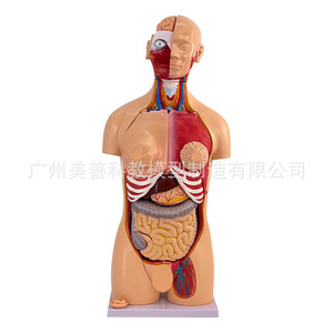 Modelo de torso hermafrodita de 85 cm, sistema reproductor intercambiable, 40 piezas desmontables, modelo de anatomía de órganos internos humanos. - Product Image 1