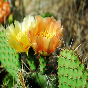 Yüksek kaliteli GMP standart <span class=keywords><strong>Hoodia</strong></span> Gordonii vakum paketlenmiş davul <span class=keywords><strong>Hoodia</strong></span> kaktüs özü gıda sınıfı toz özü - Product Image 6