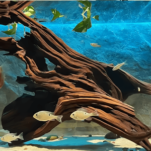 Veilige <span class=keywords><strong>aquarium</strong></span> drijfhouten boomstammen, vooraf gekookt en zinkend, OEM geaccepteerd - Product Image 2