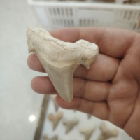 Vente en gros de dents de requin fossiles naturelles brutes, spécimens marins anciens, collection géologique marine pour la maison