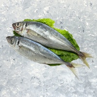 Prix du poisson maquereau entier congelé