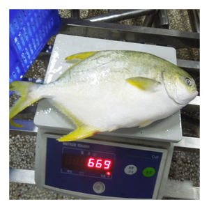 Peixe Pompano Dourado Inteiro Congelado de Qualidade Premium 600-800g - Product Image 4