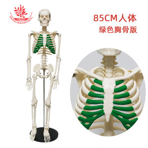 Modelli scheletrici di diverse dimensioni sono disponibili. Esemplari di scheletri simulati secondo <span class=keywords><strong>standard</strong></span> medici e scheletri umani medicali da 85 cm - Product Image 4
