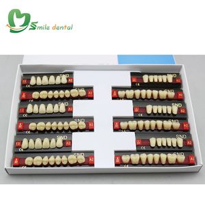 Dents en résine acrylique à deux couches, prothèses dentaires en résine synthétique - Product Image 2