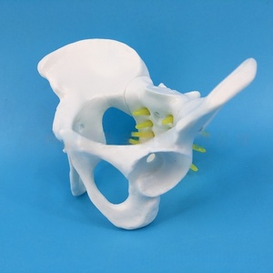 Petit spécimen d'examen gynécologique en PVC modèle de bassin féminin pour la démonstration de la faculté de médecine - Product Image 5
