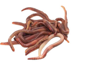 ミミズエキス粉末ミミズ粉末天然ミミズタンパク質粉末ISO工場供給 - Product Image 3