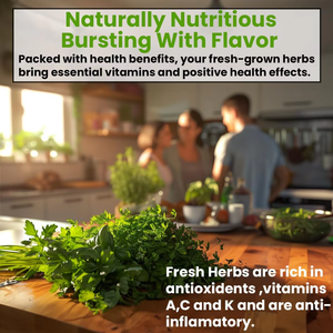 Kit varié <span class=keywords><strong>de</strong></span> 5 herbes : origan, coriandre, persil, <span class=keywords><strong>basilic</strong></span>, ciboulette - pour pots <span class=keywords><strong>de</strong></span> fleurs et jardinières - Product Image 5