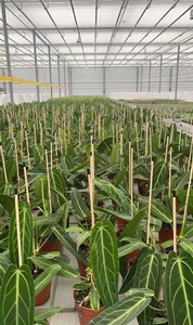 ไม้ไผ่เคลือบสีดอกไม้ Dia.7.0mm x 80ซม - Product Image 5