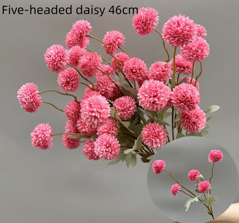 Daisy à cinq têtes