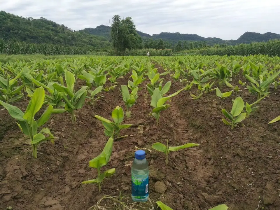 Estratto di curcuma longa di curcuma pura estratto di radice di curcuma in polvere di curcumina organica con bioperina 95% -10:1 curcuma