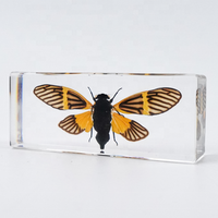 Insectes en résine, animaux en résine, spécimens d'insectes, jouets éducatifs pour enfants