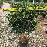 Tanaman Bunga Camellia Japonica Berbagai Varietas Ukuran Beragam Evergreen Indoor Outdoor Hiasan Pot untuk Wisuda Natal