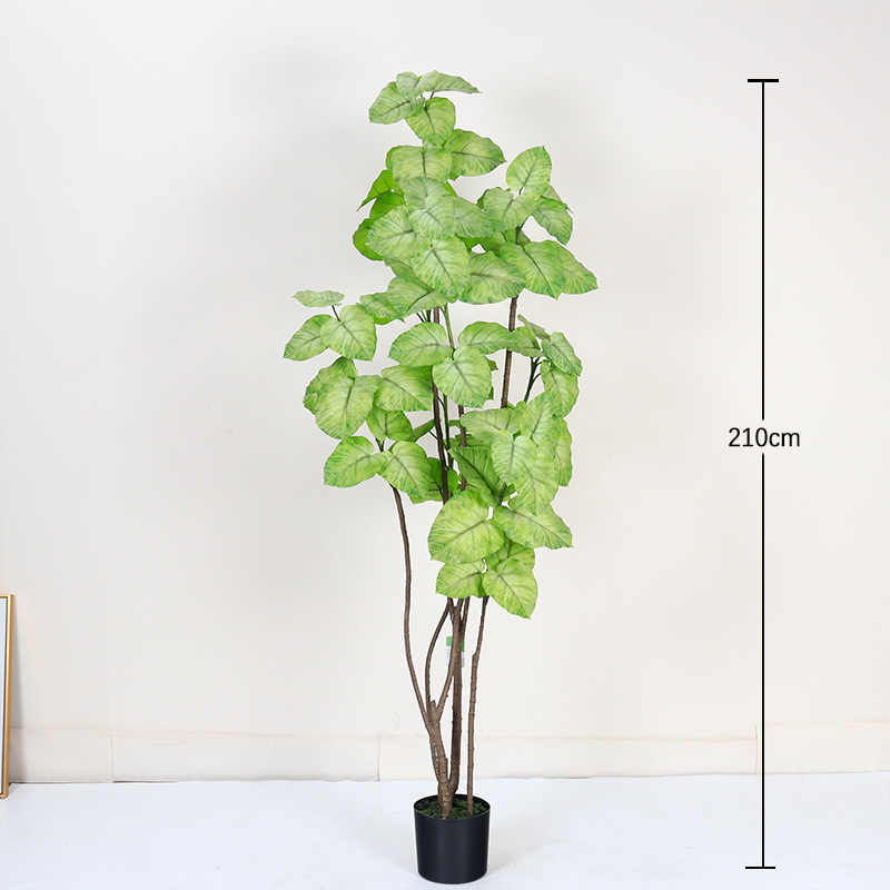 Ficus à feuilles de coeur, blanc et vert, 210cm