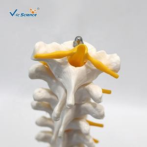 Anatomie nerveuse thoracique et spinale humaine modèle de squelette en PVC grandeur nature modèles de sciences médicales pour une utilisation scolaire - Product Image 4