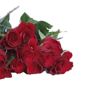 Kunming Professional Hochzeits blumen lieferant Frisch geschnittene Blumen Highland Red Rose Zierpflanzen