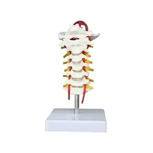 Wervelkolom Model Levensgroot 7 Halswervels Occipitale Botmodel Prothese Medische Halswervel Menselijk Anatomisch Model - Product Image 1