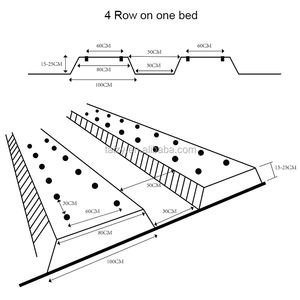 เครื่องปลูกต้นหอมแบบ6แถวเครื่องปลูก<span class=keywords><strong>ต้น</strong></span>หอมจีน - Product Image 6