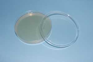 <span class=keywords><strong>Agar</strong></span> PCA (Conteo de Placa a Placa) Preempaquetado, Utilizado para la determinación del conteo bacteriano total - Product Image 3