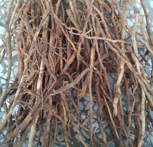 Zong LV Gen nguyên liệu tự nhiên khô cây cọ gốc trachycarpus <span class=keywords><strong>fortunei</strong></span> Radix để bán - Product Image 3