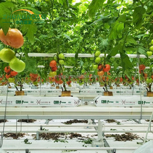 Serre tunnel commerciale personnalisée à simple travée, grande taille, <span class=keywords><strong>en</strong></span> film PE anti-UV, avec contrôle de température toute l'année pour la culture de légumes - Product Image 6