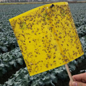 Piège à insectes collant jetable écologique double jaune solide, attrape-mouches blancs, lutte antiparasitaire en extérieur, planches collantes <span class=keywords><strong>pour</strong></span> insectes - Product Image 6