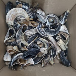 Corne de Choréphore en Mouton Naturel Poli - Décoration Religieuse Écologique de Haute Qualité pour la Maison - Product Image 1