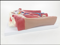 Modèle d'anatomie du système urinaire à double sexe (6 parties) Matériau PVC réaliste et durable pour une utilisation à l'hôpital/à l'école