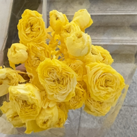 Lovebay Echte Konservierte Rosen mit Mehreren Blüten, Boho-Stil, Dauerhafte Rosenköpfe und Zweige für Blumensträuße und Blumenwand-Dekoration