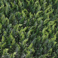 Panel pagar tanaman buatan rumput boxwood hijau 50x50cm, campuran daun clover dan eucalyptus beraneka warna untuk dekorasi latar belakang dalam dan luar ruangan