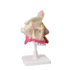 Modèle d'anatomie de la cavité nasale Qinghua : un modèle de démonstration visuelle de la structure de la cavité nasale humaine et un outil pédagogique biologique - Product Image 4